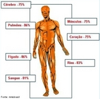 Ilustrao com a representao de porcentagem de gua nos rgos do corpo humano. <br/><br/> Palavras-chave: Corpo humano. Hidratao. gua.