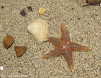 Simetria da estrela-do-mar