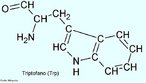 O triptofano  um aminocido aromtico, essencial, que precisa ser obtido atravs da alimentao. Possui um anel indlico ligado  um grupamento metileno. A cadeia lateral indol incomum do triptofano  tambm o ncleo do importante neurotransmissor serotonina, que  biossintetizado a partir do triptofano. A poro aromtica do triptofano serve como um marcador ultravioleta para a deteco deste aminocido tanto de forma separada, ou incorporado em protenas e enzimas, atravs de espectro-fotometria ultravioleta. O triptofano representa cerca de 1% dos aminocidos das protenas de nosso organismo:  o mais raro dos aminocidos na sequncia primria de nossas protenas. Os ovos e o coco so ricos em triptofano. Nome IUPAC: cido (S)-2-Amino-3-(1H-indol-3-yl)-propionic. Abreviatura (Trp). <br/><br/> Palavras-chave: Triptofano. Aminocidos. Qumica orgnica. Bioqumica.