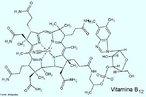 A vitamina B12 refere-se a um grupo de corrinoides que contm cobalto, conhecidos como cobalamina.  tambm chamada fator anti-anemia perniciosa, fator extrnseco de Castle e fator de protena animal. As cobalaminas principais nos seres humanos e animais so as hidroxocobalaminas, adenosilcobalaminas e metilcobalaminas, sendo as duas ltimas as formas coenzimticas ativas. A cianocobalamina, uma forma sinttica de vitamina B12 e que  largamente usada clinicamente devido  sua disponibilidade e estabilidade,  transformada nos fatores ativos no corpo. Na dieta humana, a vitamina B12  fornecida principalmente por produtos animais, em particular a carne de rgos (fgado, rins, corao, crebro). Outras boas fontes so o peixe, os ovos e os lacticnios. Os alimentos de origem vegetal so essencialmente desprovidos de vitamina B12. As bactrias nos intestinos sintetizam a vitamina B12, mas em condies normais, no em zonas onde ocorre a absoro. A vitamina B12  necessria para a formao dos corpsculos do sangue, do revestimento dos nervos e de vrias protenas. Tambm se envolve no metabolismo dos hidratos de carbono e da gordura e  essencial para o crescimento. A adenosilcobalamina  o coenzima para a isomerizao de 1-metil-malonil-CoA para succinil-CoA (uma reao importante no metabolismo dos lpidos e dos hidratos de carbono) e na reduo do ribonucletido (o qual fornece os blocos de construo para a sntese de ADN). As reaces que envolvem a metilcobalamina incluem a biosntese da metionina, metano e acetato. Existe evidncia de que a vitamina B12  necessria na sntese dos poliglutamatos dos folatos (coenzimas activas necessrias na formao do tecido nervoso) e na regenerao do cido flico durante a formao dos glbulos vermelhos. <br/><br/> Palavras-chave: Vitamina B12. Cobalamina. Vitaminas. Qumica orgnica. Bioqumica.