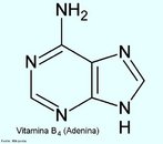 A Vitamina B4 ou adenina  uma purina que possui uma grande variedade de papeis em bioqumica participando da respirao celular, na forma de adenosina trifosfato (ATP), dinucleotdeo nicotinamida-adenina (NAD) e dinucleotdeo flavina-adenina (FAD). Na sntese de protenas participa como um componente qumico do DNA e RNA. <br/><br/> Palavras-chave: Vitamina B4. Adenina. Vitaminas. Qumica orgnica. Bioqumica.