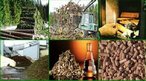 Para a gerao de energia, o termo biomassa abrange os derivados recentes de organismos vivos utilizados como combustveis ou para a sua produo. Na definio de biomassa para a gerao de energia excluem-se os tradicionais combustveis fsseis, embora estes tambm sejam derivados da vida vegetal (carvo mineral) ou animal (petrleo e gs natural), mas so resultado de vrias transformaes que requerem milhes de anos para acontecerem. A biomassa pode considerar-se um recurso natural renovvel, enquanto que os combustveis fsseis no se renovam a curto prazo. <br/><br/> Palavras-chave: Biomassa. Energia renovvel. Energia.