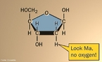 Ilustrao da molcula de desoxirribose que  o acar do DNA enquanto que o do RNA  a ribose. A desoxirribose, tambm denominada D-Desixirribose ou 2-desoxirribose,  uma aldopentose que contm cinco tomos de carbono incluindo um grupo funcional aldedo.  derivada da ribose foi substituio do grupo hidroxila na posio 2 por hidrognio, resultando na perda de uma tomo de oxignio. Participa na composio do DNA (cido desoxirribonucleico). <br/><br/> Palavras-chave: Desoxirribose. DNA. Acar.