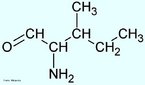 A isoleucina  um membro da famlia de aminocidos de cadeia lateral aliftica, composta por substncias bioqumicas extremamente hidrofbicas, que so encontradas primariamente no interior de protenas e enzimas. O ncleo da isoleucina  o mais hidrfobo de todos os radicais dos aminocidos das protenas. Essa hidrofobia permite a formao de ligaes fracas (chamadas de ligaes hidrfobas) com outros aminocidos que contribuem na estrutura terciria e quartenria das protenas. Como alguns outros membros desta famlia (como a valina e a leucina), a isoleucina  um aminocido essencial que no  sintetizado por tecidos de animais mamferos. Outra propriedade desta classe de aminocidos  o fato de no desempenharem nenhum outro papel biolgico alm da incorporao em enzimas e protenas, onde sua funo  ajudar a ditar a estrutura terciria das macromolculas. A isoleucina representa cerca de 4% dos aminocidos das protenas do nosso organismo. Nome IUPAC: cido ((2S,3S)-2-amino-3-methylpentanoico. Abreviatura (Ile).  Palavras-chave: Isoleucina. Aminocidos. Qumica orgnica. Bioqumica.