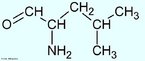 A leucina, como a isoleucina e a valina,  um aminocido hidrofbico encontrado como elemento estrutural no interior de protenas e enzimas. No parece haver nenhuma outra funo metablica para estes amino-cidos, mas eles so essenciais pelo fato de no serem sintetizados em organismos de mamferos, precisando ser consumidos na dieta. A leucina empata com a glicina na posio de segundo aminocido mais comum em protenas e enzimas. A leucina representa cerca de 8% dos aminocidos das protenas do nosso organismo. O leite e o milho so ricos em leucina.  Nome IUPAC: cido (S)-2-amino-4-methyl-pentanoico. Abreviatura (Leu). <br/><br/> Palavras-chave: Leucina. Aminocidos. Qumica orgnica. Bioqumica.