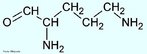 A ornitina desempenha um papel importante no ciclo da ureia e  a precursora, dos aminocidos citrulina, cido glutmico e prolina. Outro papel principal da ornitina  servir de intermediria na biossntese de arginina, apesar disso ocorrer de sua participao no ciclo da ureia. A ornitina no  diretamente incorporada em protenas e enzimas e no possui um cdon especfico no cdigo gentico. Nome IUPAC: L-Ornithina. Abreviatura (Orn). <br/><br/> Palavras-chave: Ornitina. Aminocidos. Qumica orgnica. Bioqumica.