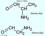 A glicina (do grego glykos, "doce", nome devido ao seu sabor adocicado)  um dos aminocidos codificados pelo cdigo gentico, sendo portanto um dos componentes das protenas dos seres vivos. A glicina no  um aminocido essencial na dieta humana, j que  sintetizado pelo organismo a partir do aminocido serina numa reao catalisada pela enzima serina hidroximetiltransferase. Abreviao: Gly, G. A alanina tambm  um dos aminocidos codificados pelo cdigo gentico. A alanina  o nome comum para o cido 2-aminopropanico. O grupo varivel ligado ao carbono α, que distingue um aminocido de outro,  neste caso um grupo metilo. Este grupo confere um carcter hidrofbico  alanina, classificando-se esta como aminocido aliftico. Pela mesma razo,  estruturalmente um dos aminocidos mais simples. Outros nomes: cido 2-aminopropinico; cido 2-amino-propanoico; Ala (abreviatura). <br/><br/> Palavras-chave: Alanina. Glicina. Aminocidos. Qumica orgnica. Bioqumica.
