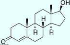 Testosterona  um hormnio esteroide produzido tanto nos Homens quanto nas Mulheres. Nos homens pelos testculos (os quais tambm produzem espermatozoides e uma srie de outros hormnios que controlam o desenvolvimento normal e funcionamento), nos indivduos do sexo feminino, pelos ovrios, e, em pequena quantidade em ambos, tambm pelas glndulas suprarrenais. Vale ressaltar que a sntese da testosterona  estimulada pela ao do LH (hormnio luteinizante), que por sua vez  produzido pela pituitria anterior (adenohipfise ou simplesmente hipfise). A testosterona  responsvel pelo desenvolvimento e manuteno das caractersticas masculinas normais, sendo tambm importante para a funo sexual normal e o desempenho sexual. Apesar de ser encontrada em ambos os sexos, em mdia, o organismo de um adulto do sexo masculino produz cerca de vinte a trinta vezes mais a quantidade de testosterona que o organismo de um adulto do sexo feminino, tendo assim um papel determinante na diferenciao dos sexos na espcie humana. Frmula molecular C19H28O2. Massa molar 288,43 g/mol. Nomenclatura IUPAC (sistemtica) 17b-hidrxi-4-androsten-3-um <br/><br/> Palavras-chave: Testosterona. Hormnios. Qumica orgnica. Doping.