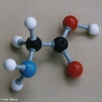 Imagem de um aminocido que  uma molcula orgnica formada por tomos de carbono, hidrognio, oxignio, e nitrognio unidos entre si de maneira caracterstica. <br/><br/> Palavras-chave: Aminocido. Molcula. Funo orgnica.